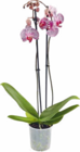 Aktuelle Pflanzen Angebote bei Netto Marken-Discount in Krefeld Aktuelles Orchidee Angebot bei Netto Marken-Discount in Krefeld ab 7,99 €