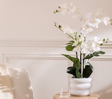 Orchidée Mick pot ciment - Maxi Bazar à Boulogne-Billancourt Orchidée Mick pot ciment en promo chez Maxi Bazar Boulogne-Billancourt à 19,99 €