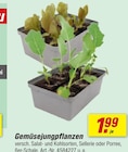 Gemüsejungpflanzen bei toom Baumarkt im Bingen Prospekt für 1,99 €