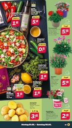 Geranie Angebot & Preis im aktuellen Netto mit dem Scottie Prospekt Geranie Angebot im aktuellen Netto mit dem Scottie Prospekt auf Seite 3