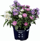 Astier trio en promo chez Lidl Astier trio dans le catalogue Lidl
