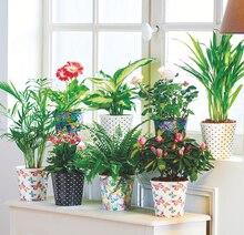 Plante fleurie ou verte - Carrefour Market à Lille Plante fleurie ou verte en promo chez Carrefour Market Lille à 6,99 €