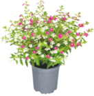 Köcherblümchen für 2,99 € bei toom Baumarkt im Angebot Köcherblümchen im aktuellen toom Baumarkt Prospekt