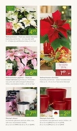 Pflanzen Kölle Pflanztopf im Prospekt Pflanzen Kölle Pflanztopf im Prospekt