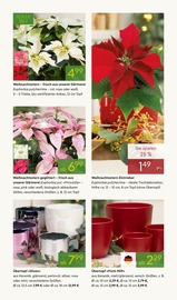 Aktueller Pflanzen Kölle Prospekt mit Blumentopf, "ADVENT ADVENT", Seite 3