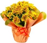 Chrysantheme in Manschette im Angebot bei Kaufland in Aachen Chrysantheme in Manschette Angebote bei Kaufland Aachen für 5,55 €