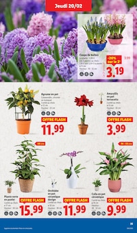 Promo Kalanchoë dans le catalogue Lidl du moment à la page 35