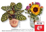 Grünpflanzen im Angebot bei Marktkauf in Heidenheim Grünpflanzen Angebote bei Marktkauf Heidenheim für 4,99 €