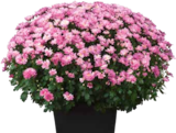 Aktuelle Blumen Angebote bei Pflanzen Kölle in Erlangen Aktuelles Chrysanthemen-Busch Angebot bei Pflanzen Kölle in Erlangen ab 4,44 €