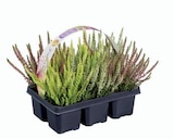Barquette de bruyère en promo chez Lidl Saint-Denis à 5,35 €