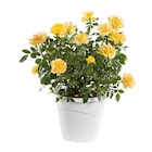 Rosier Buisson Miniature - Le pot de 5 litres - BOTANIC® en promo chez Botanic Rosier Buisson Miniature - Le pot de 5 litres - BOTANIC® dans le catalogue Botanic