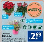 Dahlie im Angebot bei ALDI SÜD in Kerpen Dahlie Angebote von Gardenline bei ALDI SÜD Kerpen für 2,69 €