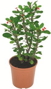 Aménagement Extérieur - GARDEN FEELINGS dans le catalogue Aldi Cactus euphorbe mix - GARDEN FEELINGS à 9,99 € en promo chez Aldi