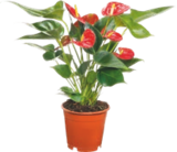 Anthurium - GARDENLINE - Aldi Anthurium - GARDENLINE à 3,99 € dans le catalogue Aldi