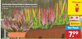 dreifarbige Besenheide im Balkonkasten im Angebot bei Netto Marken-Discount in Erfurt dreifarbige Besenheide im Balkonkasten Angebote bei Netto Marken-Discount Erfurt für 7,99 €