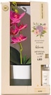Künstliche Orchidee im Netto mit dem Scottie Prospekt Künstliche Orchidee von im aktuellen Netto mit dem Scottie Prospekt für 7,99 €