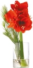 Netto mit dem Scottie Schönberg - Amaryllis-Kiefer-Mix Angebot im Prospekt Amaryllis-Kiefer-Mix bei Netto mit dem Scottie im Schönberg Prospekt für 5,98 €