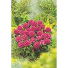 Rhododendron à 10,99 € dans le catalogue Carrefour