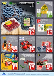 Pflanzen im EDEKA Prospekt in Flensburg Aktueller EDEKA Prospekt mit Pflanzen, "Top Angebote", Seite 2