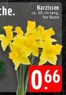 Aktuelles Narzissen Angebot bei E center in Bielefeld ab 0,66 €