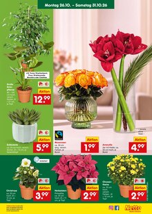 Pflanzen im aktuellen Netto Marken-Discount Prospekt (Freiburg (Breisgau)) Pflanzen im Netto Marken-Discount Prospekt "Aktuelle Angebote" mit 70 Seiten (Freiburg (Breisgau))
