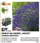 LAVENDEL „HIDCOTE“ (LAVANDULA ANGUSTIFOLIA) Angebote von grow by OBI bei OBI Moers für 6,99 €