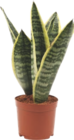 Sansevieria - GARDENLINE dans le catalogue Aldi