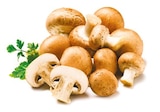 Kulturchampignons braun Angebote bei Netto mit dem Scottie Potsdam für 1,09 €