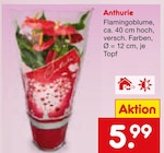 Aktuelles Anthurie Angebot bei Netto Marken-Discount in Duisburg ab 5,99 €