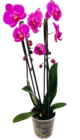 Promo Phalaenopsis forme cascade 2 tiges à 13,99 € dans le catalogue Truffaut à Mantes-la-Jolie