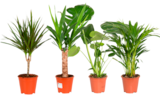 Plante verte dans le catalogue Carrefour