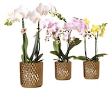 Orchidée 2 tiges en promo chez Carrefour Saint-Maur-des-Fossés à 12,99 €