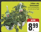 Erdbeerampel im E center Prospekt Erdbeerampel von im aktuellen E center Prospekt für 8,99 €