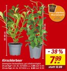 Angebot im toom Baumarkt Eilenburg Prospekt toom Baumarkt Eilenburg Prospekt mit im Angebot für 7,99 €