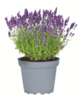 Aktuelle Lavendel Angebote bei toom Baumarkt in Berlin Aktuelles Lavendel Angebot bei toom Baumarkt in Berlin ab 7,99 €
