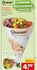 Kalanchoe Schnittblume im Netto Marken-Discount Prospekt Kalanchoe Schnittblume von Queen im aktuellen Netto Marken-Discount Prospekt für 4,99 €