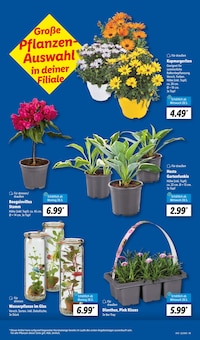 Blumen im Lidl Prospekt "LIDL LOHNT SICH" mit 65 Seiten (Bottrop)