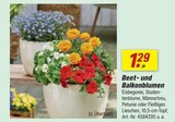 toom Baumarkt Döbeln - Beet- und Balkonblumen Angebot im Prospekt Beet- und Balkonblumen bei toom Baumarkt im Döbeln Prospekt für 1,29 €