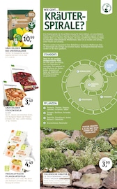 Kräuter im ROSENGUT Langerwisch Prospekt in Potsdam Aktueller ROSENGUT Langerwisch Prospekt mit Kräuter, "FRÜHLINGSBLÜHER!", Seite 8