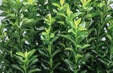 Baum im Dehner Garten-Center Prospekt Spindelstrauch 'Green Rocket' im aktuellen Dehner Garten-Center Prospekt für 9,99 €