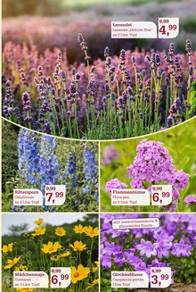 Pflanzen im Garten-Center Nordharz GmbH & Co. KG Prospekt "Zeit zum Verweilen" mit 16 Seiten (Braunschweig)