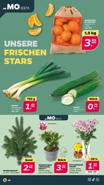 Zimmerpflanzen im Netto mit dem Scottie Prospekt Zimmerpflanzen im Netto mit dem Scottie Prospekt Günstig. Besser. Für Dich. auf S. 2