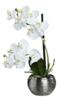 Orchidee im Angebot bei METRO in Hamm Orchidee Angebote bei METRO Hamm für 14,86 €