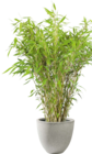 Hellweg Zwochau - Gartenbambus Angebot im Prospekt Gartenbambus bei Hellweg im Zwochau Prospekt für 21,99 €