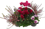 Chrysanthemen Busch Trio im Angebot bei EDEKA in Karlsruhe Chrysanthemen Busch Trio Angebote bei EDEKA Karlsruhe für 5,99 €