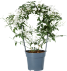 Jasmin duo dans le catalogue Lidl