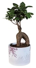 Ficus ginseng céramique Japon dans le catalogue Lidl