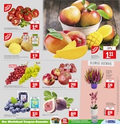 Aktueller Marktkauf Prospekt mit Pflanzen, "Aktuelle Angebote", Seite 7