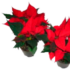 Amaryllis in Wachs bei EDEKA Frischemarkt im Großensee Prospekt für 5,99 €