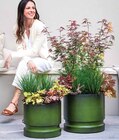 Aktuelle Blumentopf Angebote bei Dehner Garten-Center in Karlsruhe Aktuelles Segge Angebot bei Dehner Garten-Center in Karlsruhe ab 6,49 €
